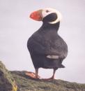 [Tufted Puffin]