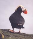 [Tufted Puffin]