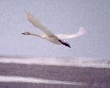 [Tundra Swan]
