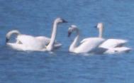 [Tundra Swan]