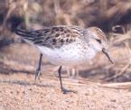 [Western Sandpiper]