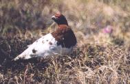 [Willow Ptarmigan]