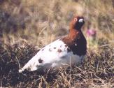 [Willow Ptarmigan]