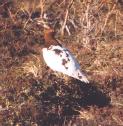[Willow Ptarmigan]