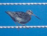 [Wilson's Snipe]