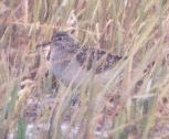 [Wood Sandpiper]