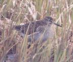[Wood Sandpiper]
