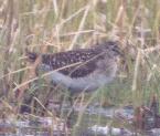 [Wood Sandpiper]