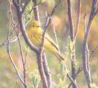[Yellow Warbler]