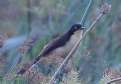 [Black-capped Donicobius]