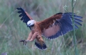[Black-collared Hawk]