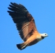 [Black-collared Hawk]