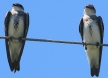 [Brown-chested Martin]