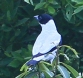 [Black-capped Tityra]