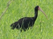 [Bare-faced Ibis]