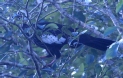 [Black-fronted Piping-Guan]