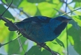 [Blue Dacnis]