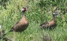 [Brazilian Teal]