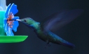 [Black-throated Mango]