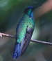 [Black-throated Mango]