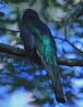 [Black-throated Trogon]