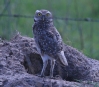 [Burrowing Owl]