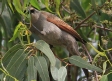 [Bay-winged Cowbird]