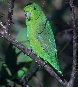[Blue-winged Parrotlet]