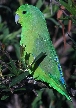[Blue-winged Parrotlet]