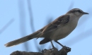 [Chalk-browed Mockingbird]