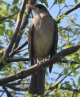[Creamy-bellied Thrush]