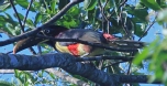 [Chestnut-eared Aracari]