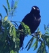 [Chopi Blackbird]
