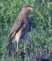 [Chimango Caracara]