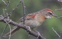 [Chotoy Spinetail]