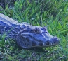 [Yacari Caiman]