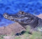 [Yacari Caiman]