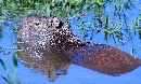 [Capybara]