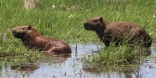 [Capybara]