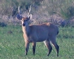 [Marsh Deer]