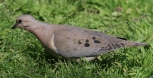 [Eared Dove]