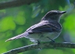 [Fuscous Flycatcher]