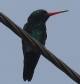 [Glittering-bellied Emerald]
