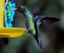 [Glittering-bellied Emerald]