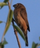 [Glaucous-blue Grosbeak]