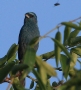 [Glaucous-blue Grosbeak]