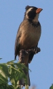 [Golden-bellied Saltator]