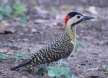 [Green-barred Woodpecker]