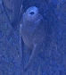 [Great Dusky Swift]