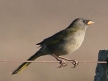 [Great Pampa Finch]
